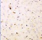Anti-DHFR Picoband Antibody